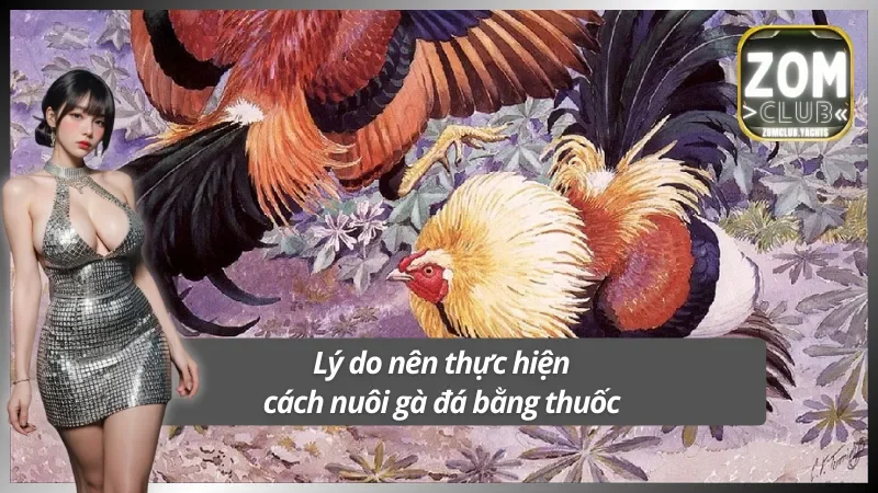 Lý do nên thực hiện cách nuôi gà đá bằng thuốc