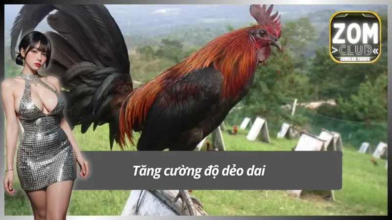 Cách nuôi gà đá bằng thuốc giúp tăng cường độ dẻo dai