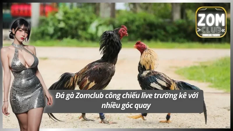 Trải nghiệm đá gà sống động với nhiều góc quay 