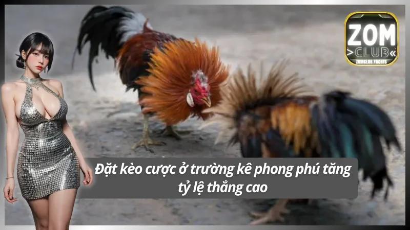 Đá gà Zomclub phục vụ kê thủ bằng nhiều kèo cược 