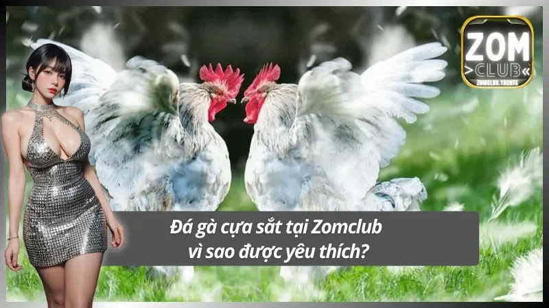 Khám phá hình thức thi đấu sôi động đá gà cựa sắt