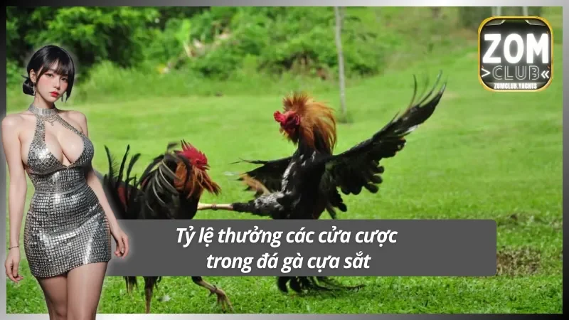 Nắm rõ tỷ lệ trả thưởng từng cửa cược đá gà cựa sắt